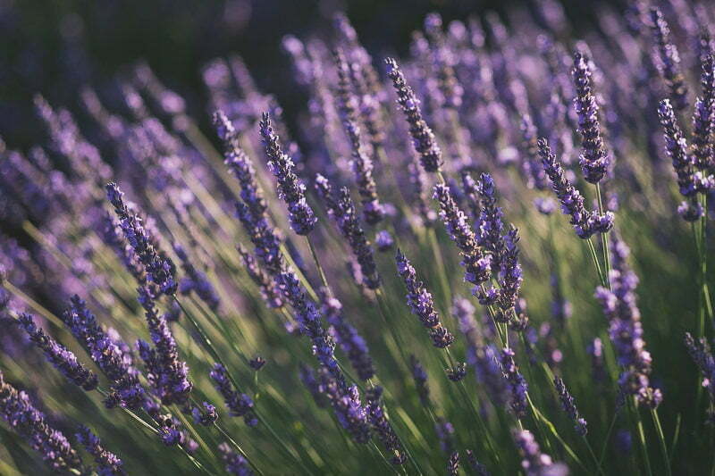 Lavender Wedding porposal Valensole Provence 1022