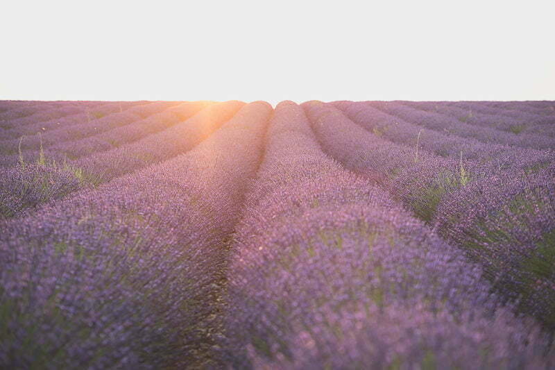 Lavender Honeymoon photo session Provence 5118